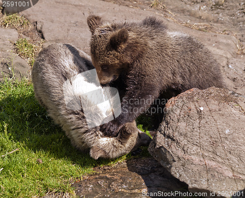 Image of Young bears