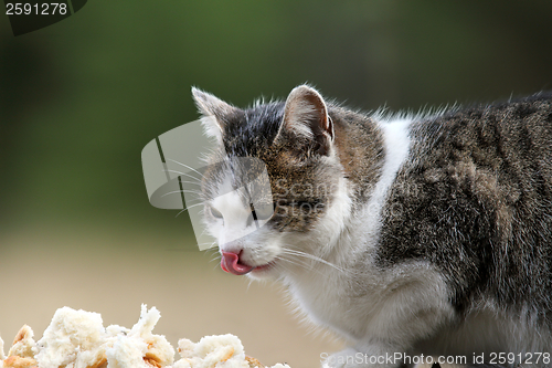 Image of hungry cat