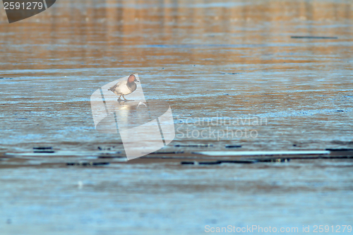 Image of minimalist view with duck on ice