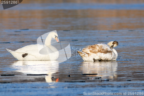 Image of mute swans standing on frozen lake