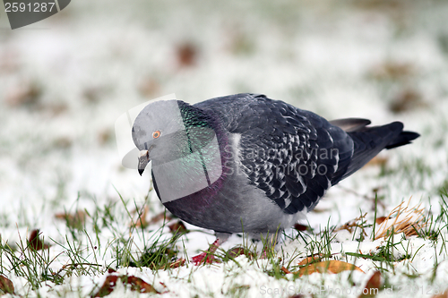 Image of pigeon searching food in snow