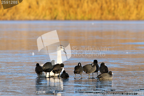 Image of coots and swan standing together