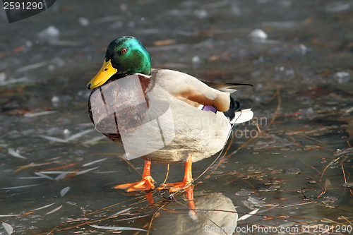 Image of male mallard duck standing on ice