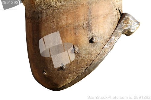 Image of isolated horse hoof