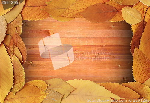 Image of fall backdrop foliage frame