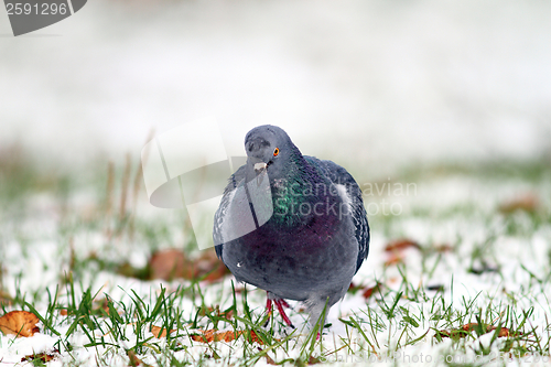 Image of pigeon walking towards the camera