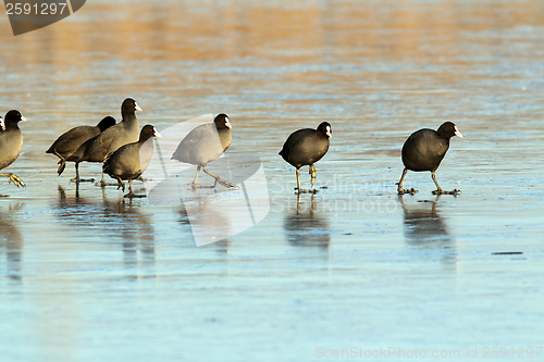 Image of coots walking with care on frozen surface