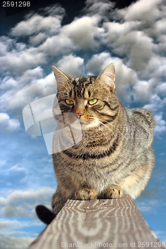 Image of domestic cat on the fence