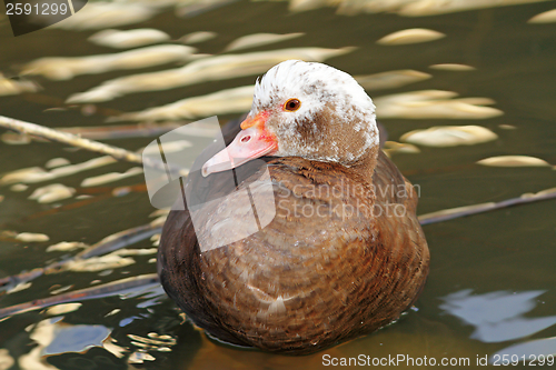 Image of feral cairina moschata