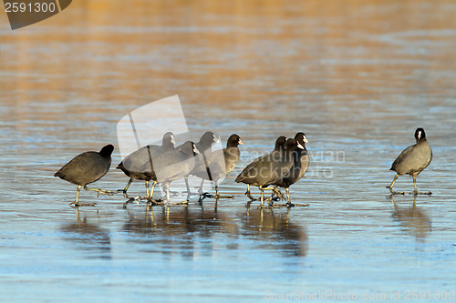 Image of flock of coots walking on frozen lake