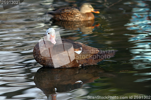 Image of feral muscovy duck