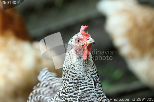 Image of grey and black hen portrait
