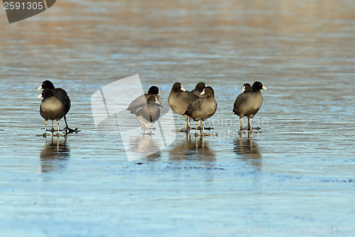 Image of black coots on frozen surface