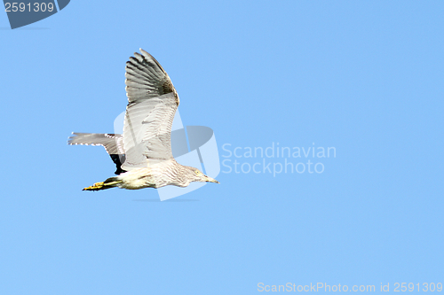 Image of juvenile night heron in flight