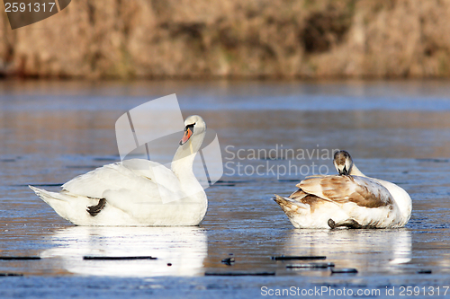 Image of mute swans family