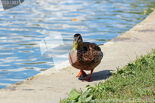 Image of female mallard near the lake