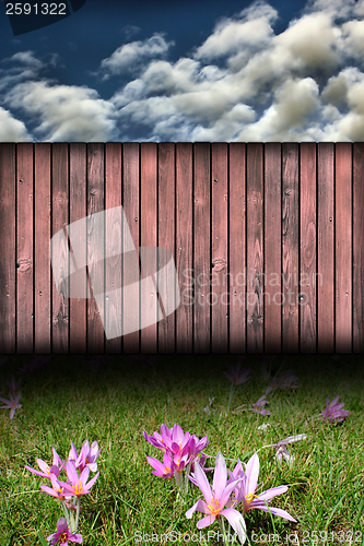 Image of backdrop with wild flowers and fence
