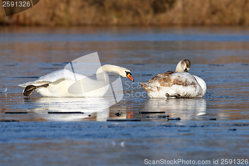 Image of swans skating on ice