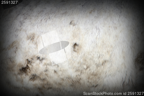 Image of muddy white horse pelt