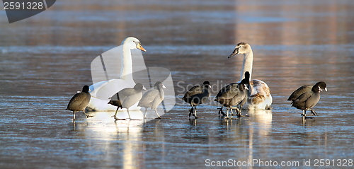 Image of mute swans and coots together on ice