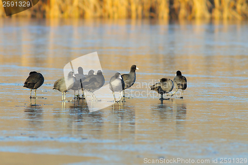 Image of flock of fulica atra on frozen lake