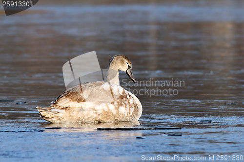 Image of juvenile mute swan on icy surface