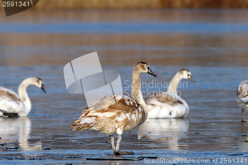 Image of juvenile mute swan