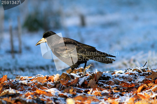 Image of corvus frugilegus foraging on ground