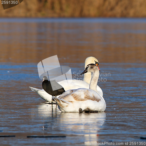 Image of mute swans and coot