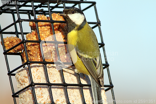 Image of great tit on a lard feeder