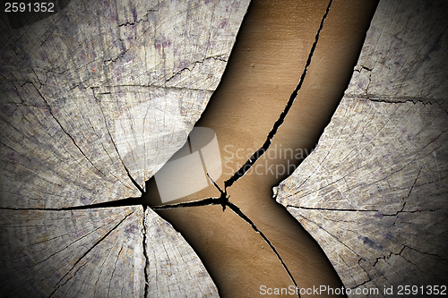 Image of cracked tree stump