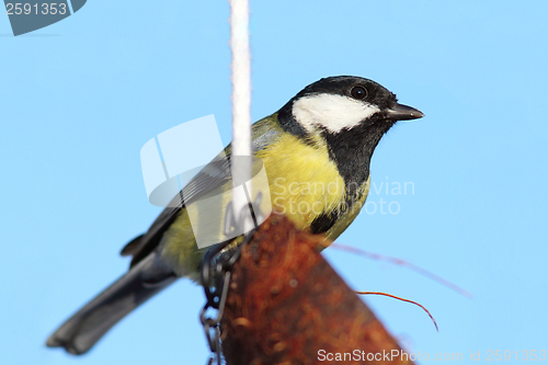 Image of great tit on coconut feeder