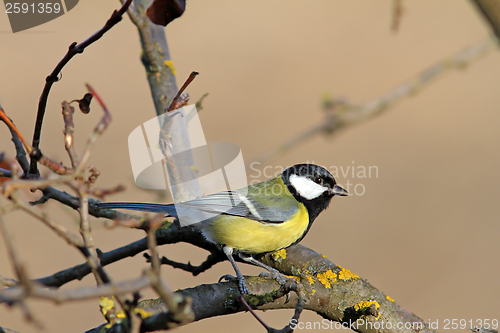 Image of great tit standing on tree