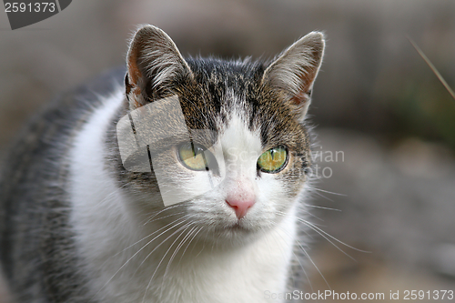 Image of curious looking cat portrait