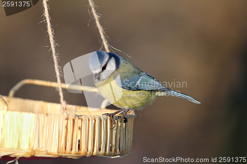 Image of blue tit at a seed feeder