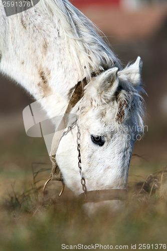 Image of detail of white horse grazing