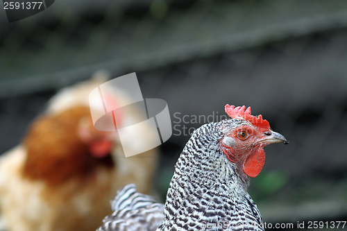 Image of portrait of a hen at the farm