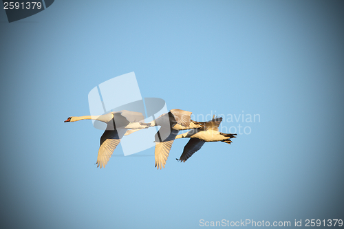 Image of mute swans in flight