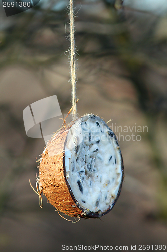 Image of coconut feeder full of lard