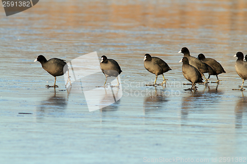 Image of common coots walking on ice