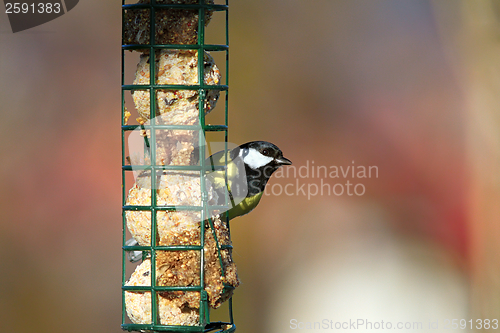 Image of great tit on a fat feeder