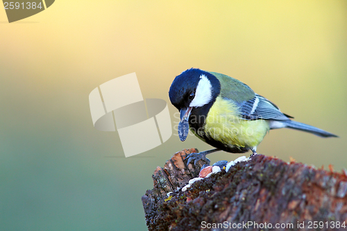 Image of great tit with seed in beak