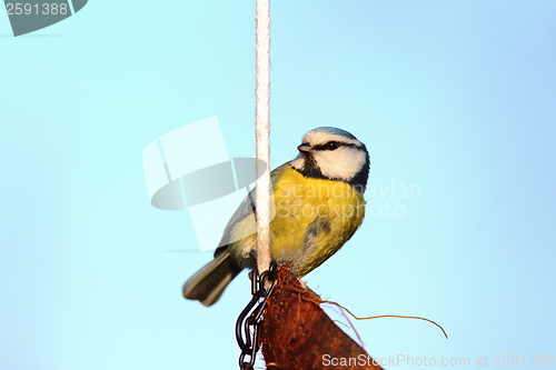 Image of small blue tit