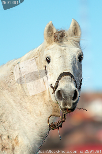 Image of portrait of white beautiful horse