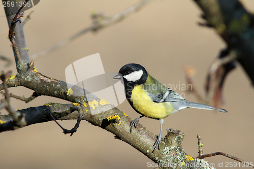 Image of parus major on a branch