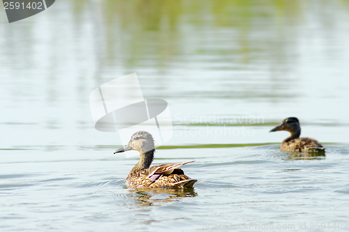 Image of female mallard duck with young