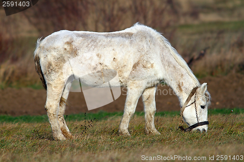 Image of white horse grazing on meadow