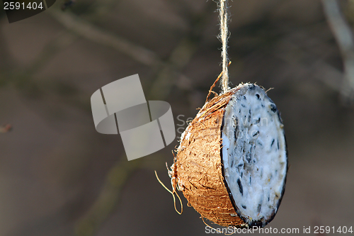 Image of coconut feeder for garden birds