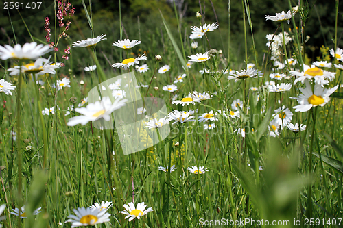 Image of wild daisies on transylvanian meadow