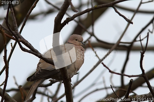 Image of turtledove in the tree in winter